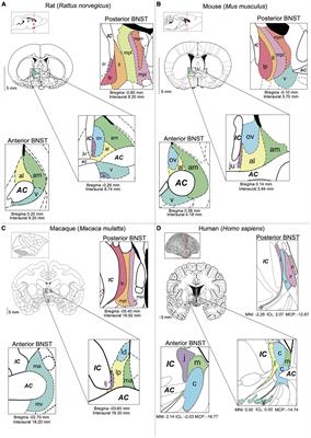 The neurophysiological basis of stress and anxiety - comparing neuronal diversity in the bed nucleus of the stria terminalis (BNST) across species